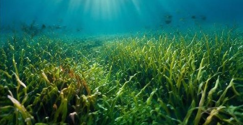 Aus Millionen Samen wurden wieder Seegraswiesen
