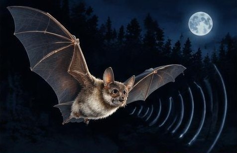 Wie Fledermäuse die Nacht vermessen