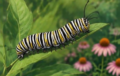 Ein Schmetterlingsgarten beginnt bei den Raupen
