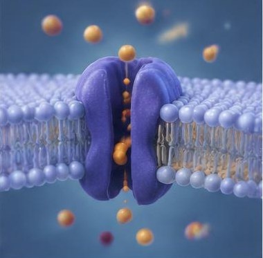 Kontrollierte Übergänge: Wie Proteine Stoffe durch Membranen bringen